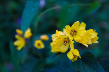 Close up of a group of yellow flowers, with detail flowers and blurred background