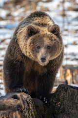 Brown bear in the forest up close. Wild animal in the natural habitat