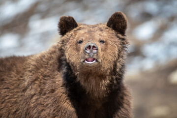 Fototapeta premium Brown bear in the forest up close. Wild animal in the natural habitat