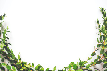 Fototapeta premium White background with twigs with small leaves.