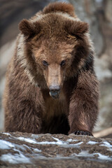 Fototapeta premium Brown bear in the forest up close. Wild animal in the natural habitat