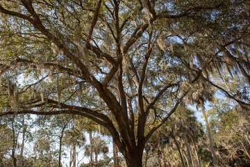 Live oak tree mossy tall old branches South Carolina tourism