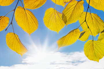 Fototapeta na wymiar yellow autumn leaves on a branch against a background of blue sky and sun rays, natural autumn background, leaf fall season, autumn welcome