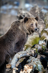 Fototapeta premium Brown bear in the forest up close. Wild animal in the natural habitat