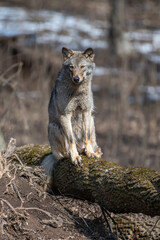 Obraz premium Wolf sit on a fallen tree in the forest up close. Wild animal in the natural habitat