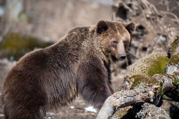 Fototapeta premium Brown bear in the forest up close. Wild animal in the natural habitat