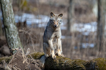 Obraz premium Wolf sit on a fallen tree in the forest up close. Wild animal in the natural habitat