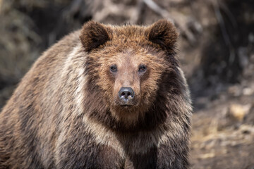 Portrait brown bear in the forest up close. Wild animal in the natural habitat
