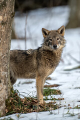 Wolf in the forest up close. Wild animal in the natural habitat