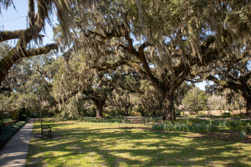 Old live oak trees in garden mossy southern park