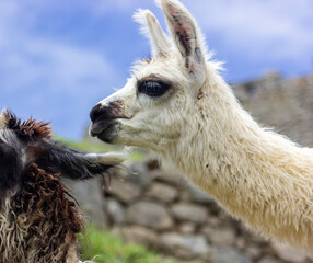 white llama portrait