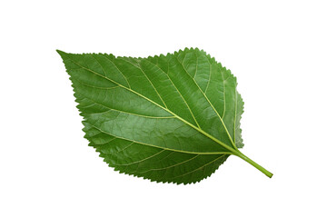 green leaf isolated on white