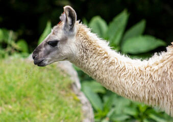 llama in the grass