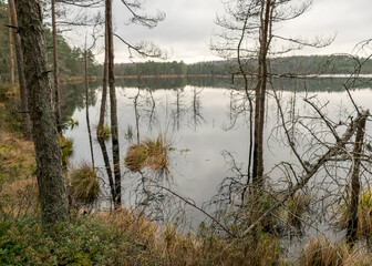 various old and rotten trees and tree branches on the shore of a swampy lake, flooded forest area, bog