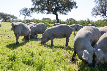 Fototapeta na wymiar Iberian pigs grazing in the Huelva countryside. Pigs in the pasture with holm oaks in Andalusia, Spain. Shallow deep of field.