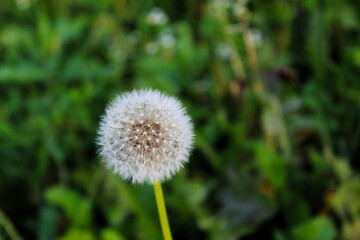 Close up of taraxacum / dandelion seedhead on a green background.