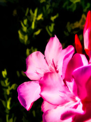 Obraz na płótnie Canvas Beautiful bouquet of pink flowers on a dark background