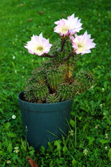 Fototapeta na wymiar Cactus in a flowerpot with three flowers