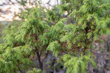 Evergreen juniper bush, on a summer day, on a blurred background. 