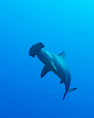 Scalloped hammerhead (Sphyrna lewini) shark at Wolf Island, Galapagos, world heritage site of Ecuadorian Pacific - obrazy, fototapety, plakaty