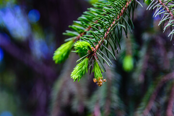 Closeup of the young twigs of fir tree at spring