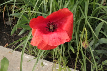 Red poppy bloomed after rain in the garden in summer