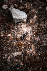 ants on a rock