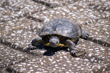 甲羅干し中のアカミミガメ