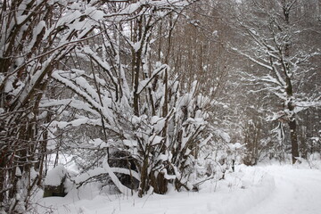 Winter Natur Landschaft
