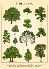 Realistic Trees Poster Composition