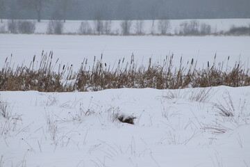 Winter Natur Landschaft