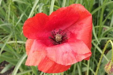 Red poppy bloomed after rain in the garden in summer