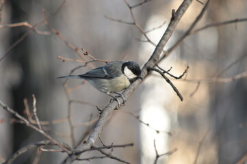 Titmouse on a tree in winter close-up