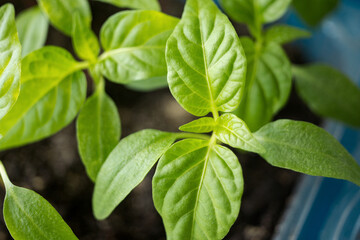 Fototapeta na wymiar Planting seedlings. Spring work in the garden. Close-up shot of green pepper. Seedling trays.