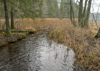 landscape, water ditch in the forest, winter