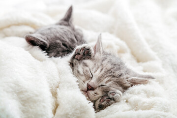 Kitten sleeps with its legs up. Pads on legs of sleeping kitten covered with warm blanket on fluffy soft white blanket. Family couple cats resting together. Sweet dreams domestic pets.