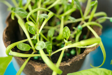 Planting spinach. Spring work in the garden. Close-up shot of greenery. Spinach sprouts in a peat...