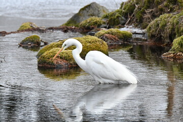 真冬の北海道の森の池、餌を探すダイサギ