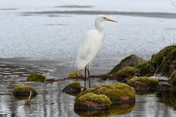 真冬の北海道の森の池、餌を探すダイサギ