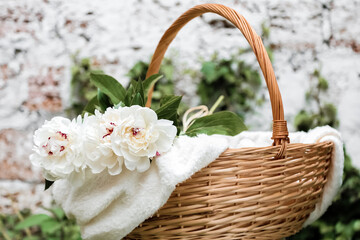 Fototapeta na wymiar Bouquet of white peonies flowers in basket on plaid outside against white wall. Spring flowers. Cut peonies in garden.