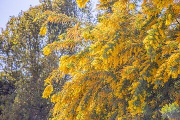 満開のミモザ　黄色い花　自然の風景　青空　快晴
