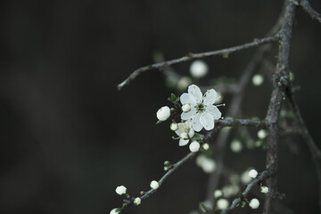 Blackthron white flowers blooming