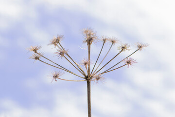 Dry plant in the meadow. withered wild flower. the texture of a dry autumn or spring plant. beautiful autumn background. close-up, bokeh, selective focus