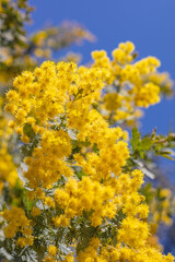 満開のミモザ　黄色い花　自然の風景　青空　快晴