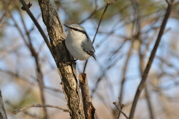 真冬の北海道の森の中、囀るゴジュウカラ