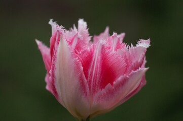 Kwiat tulipana biało różowego