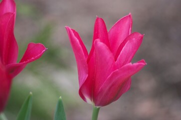 Obraz na płótnie Canvas Kwiat tulipana różowego