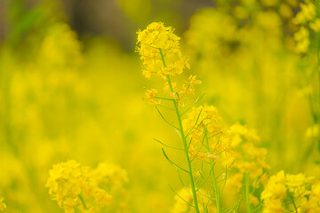 黄色い菜の花畑のイメージ