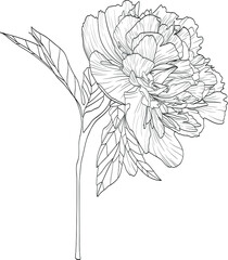 Peony vector flower
