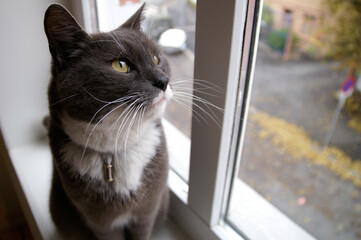 Gray and white cat wearing an ID-collar looking out window